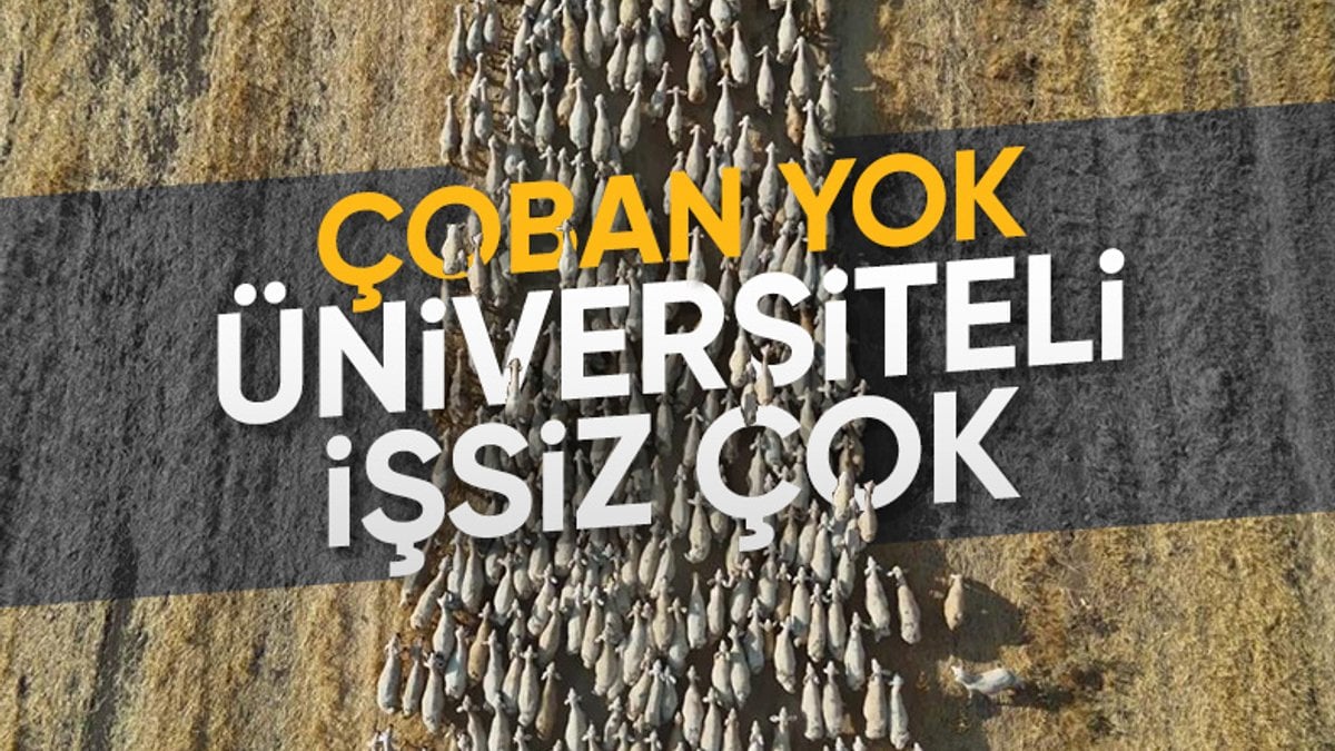 Sivas’ta hayvancıların çoban isyanı: Türk kalmadı, Afgan mum tutturuyor