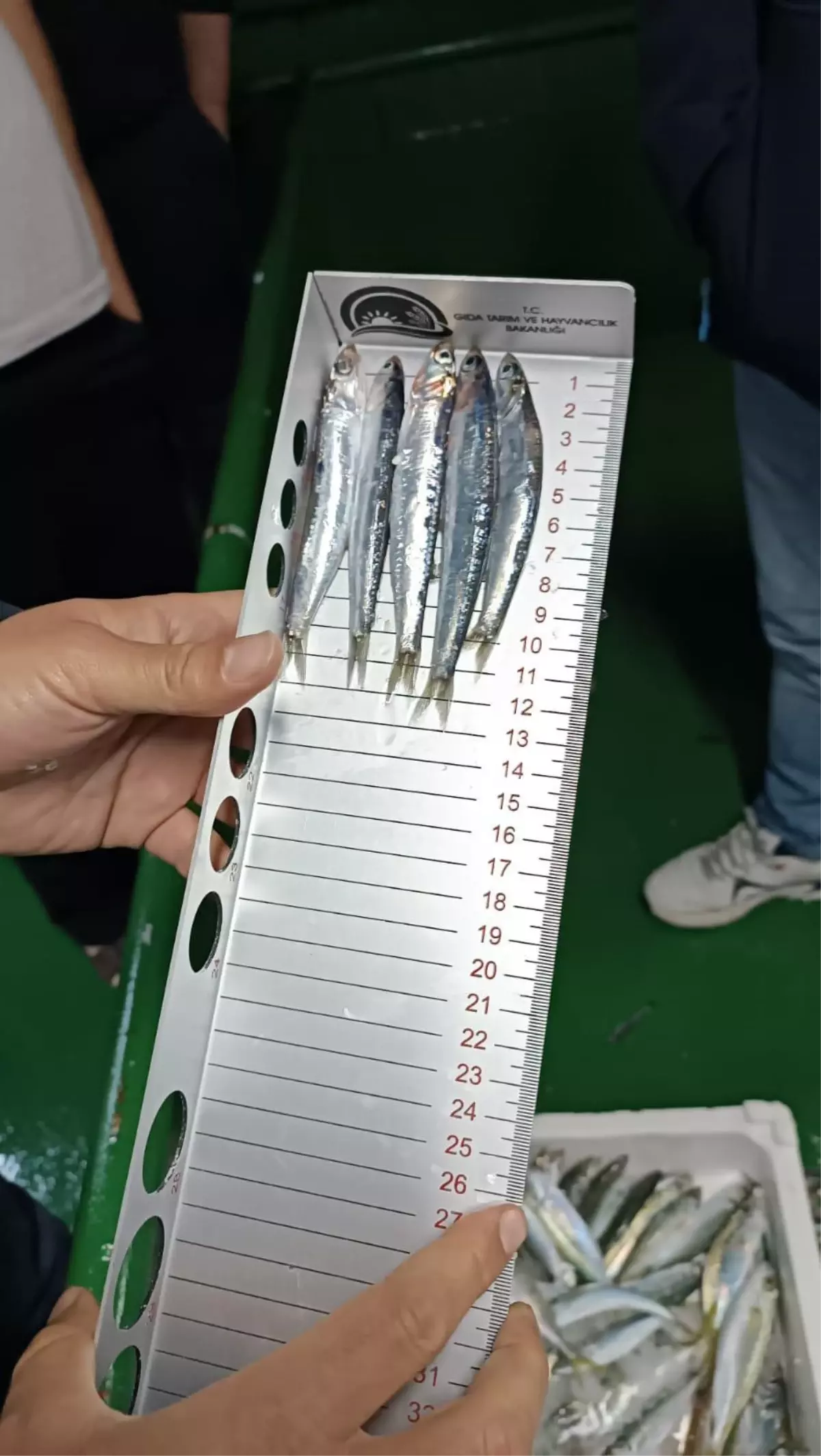 Bodrum’da Hamsi Balıklarında Denetim Yapıldı