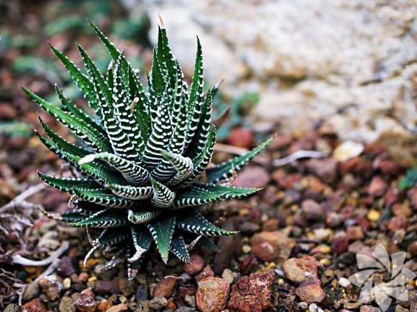 Evde yetiştirmesi kolay bitkiler